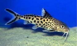 I have a Pair of Synodontis multipunctatus for sale.
They are wild caught and have a nice patern on them.
 
They are 6 inches long.
 
$80 for the pair.
 
Her is a site that shows you what they sell for.