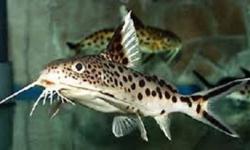 I have a Breeding Pair of Synodontis Multipunctatus for sale.
They are wild caught and have a nice patern on them.
They are 6 inches long.
 
$80 for the pair.
 
Here is a site that shows you what they sell for.