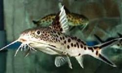 I have a Breeding Pair of Synodontis Multipunctatus for sale.
They are wild caught and have a nice patern on them.
They are 6 inches long.
These will do well with delicate Discus or aggressive Cichlids.
$80 for the pair.
 
Here is a site that shows you