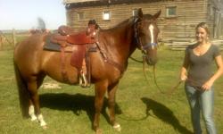 I am looking to sell my 7 year old quarter horse. I have all his papers. His name is Tahoe, he is chestnut in colour and is a great work horse. He has been roped off of, he is great with kids, and is a very broke horse. I have had him for two years, but