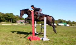 1996 Mare/15.2hh/TB
Turbo is showing confidently in the jumper ring and has evented to pre-training. She is a steady, tidy jumper who could also do well in the hunter ring. A great horse to take an intermediate rider to the next step. Please email for