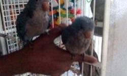 Hi, I Have Adorable & Playful Tame Blue Quakers For Sale. They Do Not Bite And Are Very Friendly. They're Three Months Old. My Number Is (416-)747-1010