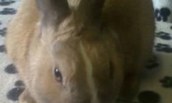 Eight month old male dwarf bunny, mostly tan in colour. Friendly and used to children and dogs. Looking for a permanent, loving home. New owner must have a suitable cage of their own. Contact via e-mail.