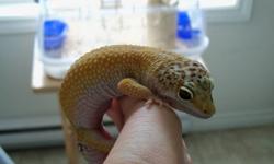 I have a Tangerine Gecko for sale. Included is the terrarium and all supplies. Very easy to look after. A perfect first reptile pet. I'm even including a full size cricket keeper cage. It would cost approx. $450.00 for the start-up supplies included.