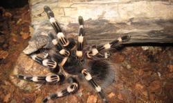 Selling Tarantulas quickly because of MOVING!!!
 
I have tarantulas of several varieties. Prices include an appropriate cage.
 
1 - Pinktoe (female), $35.00  -- SOLD
1 - Strawberry/blonde birdeater (female, 5.5 inches), $50.00  -- SOLD
1 - Usambara