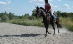 Tonka is a solid black gelding, no white markings at all. Currently going walk/trot/canter and is jumping small courses.
Would be a great winter project for trillium level next summer. Rounds nicely at all gaits. Quick Learner. Has been off the property