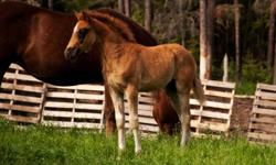 Tennessee walker colt for sale chestnut 6 mouths top blood lines easy to handle.been taken out on lead line ,he is a real looker