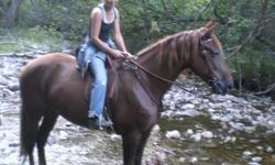 8 yr old Tennessee Walker mare, 16 hh, double registered.  Out of Coppy's Legend, gorgeous mare, sound and great disposition.  I bought this horse at age 2 from breeder, she's been ridden since age three, very competent on trails, no prob with creeks,