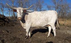 For Sale!
TEXAS LONGHORN BEEF!!
 
We are currently taking orders for our heart healthy and very lean Beef. 
It is lower in fat and cholesterol than
other beef breeds and it tastes great!
Texas Longhorns are breed specific and should not be confused
with