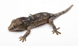 We will be attending the annual Atlantic Canada Reptile Expo (ACRE) 2011 and we have animals we have bred and given the best of care that are now ready for new homes!
       ACRE 2011
Sunday, October 16, 2011
10:00am - 5:00pm
Citadel Halifax Hotel
1960