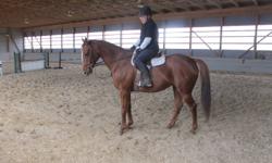"Royale" is a 9 year old, 16 hand flashy chestnut gelding. He has a terrific trot and canter and negotiates trotting poles with ease. He can w/t/c and has jumped small "x" and verticles. Royale was shown lightly before his present owner bought him but has