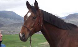 Free to the right home .
This beautiful mare needs a new home a.s.a.p. Her current location is Ashcroft, BC. She is a 6 year old 16hh  unraced thoroughbred mare.  She is out in the field with no shelter or run-in. Due to work the current owner can only