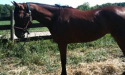 I have a beautiful 4 yr. old filly for sale. She is registered with The
Jockey Club. She just couldn't make it as a racehorse, but is very kind
and gentle. She is fully broke to ride and trailers well. She would make
a wonderful riding horse or a great