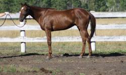 After retiring sound Aug 2011 from the track Turbo Turk is ready to start
a new career. Standing 16.1 plus this 2003 gelding has the most gorgeous
head and neck and should make a lovely trail riding or dressage/jumping  partner.
Turbo is quite a character