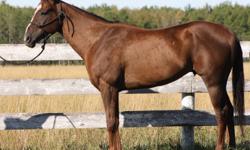 PRICE REDUCED!!  2005  16.1 h chestnut gelding "68th Ave  has been a successful racehorse
who wishes to excel in his next endeavour, perhaps as a   pleasure or trail horse or companion horse for someone. This fella is quiet on the
trails  and doesnt act