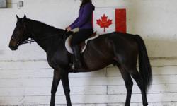 Huge solid citizen Clipper stands 16.3 plus and has an awesome presence to
him. Clipper's life reads like a Black Beauty novel and you'll have to
see him to get the whole story but bottom line is; here is a 2000 model
gorgeous registered t bred gelding