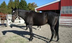 7 year old 16 hand gelding by Regal Intention. Sound, no vices, not spooky.