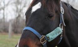 Foxy is a 13 year old Registered Thoroughbred born in June 1998. She was named Yours Coolly foaled by Cool Groom out of Sky Passage. She is a dark bay mare 15.2 hands tall.
 
Foxy mainly is a trained hunter, with some experience as a jumper. She has been