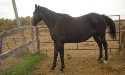 Dark Bay Thoroughbred gelding, 4 y old, Kentucky bloodlines, 16 HH, sound, never raced. Suitable for racing or chuckwagons.
$1200.00 or trade for well broke saddle horse.