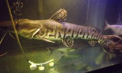 I have a very large (approx.24 inches or 2 feet long ) Tiger Shovelnose Catfish for sale. Only reason I'm selling is because I cannot find a big enough tank for sale and don't want to pay to get a custom built one. Also thinking about selling some of the