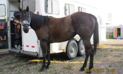 Nk Snow J Shadow 005 or Awesome as I call her is a 2005 mare that stands 14.2hh and is built like a tank!  She is a great looking black mare that is beyond broke!  Zero buck, no spook, and is just a pleasure to be around.  I started her last fall on the