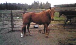 Toto is a very handsome 11 yr old qh gelding. Was broke as a 3 yr old, ridden every now and again since but has not been ridden for a while. When he first gets to know you he is shy and doesn?t want to be caught, once he knows you he becomes your best