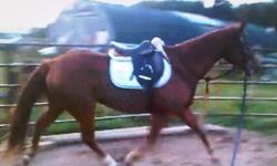 Toto is a very handsome 11 yr. old qh gelding. Was broke as a 3 -9yr. old, ridden every now and again since but has not been ridden for a while. When he first gets to know you he is shy and doesn?t want to be caught, once he knows you he becomes your best