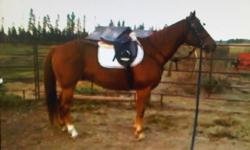Toto is a very handsome 11 yr. old qh gelding. Was broke as a 3-9yr. old, ridden every now and again since but has not been ridden for a while. When he first gets to know you he is shy and doesn?t want to be caught, once he knows you he becomes your best