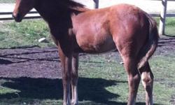 I have a stunning bay warmblood weanling colt I would like to trade for a kid's/beginner horse or pony.
Details on the colt "Elliot":
Sire: Novalis (by Olympic double gold medal winner Jus De Pomme). Novalis is 16.1 hh Dutch Warmblood and competitive in