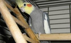 I am looking for a male singing canary ( prefer not yellow ) with cage....will trade M/F cockatiels with large cage.....i have no vehicle as i dont drive anymore....i have a budgie,and a cockatiel who is with me constantly and now that i am on an early
