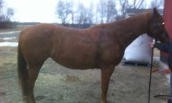 ZEEZ Little Lass (Nova) is a registered QH mare. She is 6 years old and stands at about 14.3hh. Ride her english, western, or bareback; with a bridle or a halter. She will ride out alone or in a group setting. She has no problem with dogs or traffic. Nova