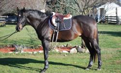 Jax is a 16'1, well built, 4 year old gelding. Jax has shown both Trillium and Schooling levels in the hack divisions, and has always been in the ribbons! He has been started over fences, and is very brave. He is green, but honest - however, he is not for