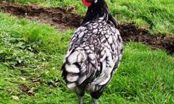 I have a trio (1 Rooster and 2 hens) of Blue Andalusian chickens for sale. They were born this spring and are not fully grown yet but close. These birds came from New Brunswick and are excellent layers of white eggs. They are a rare heritage breed.
 
They