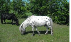 Attention all you appaloosa miniature horse breeders:
Are you wanting to purchase a new herd sire for your herd,
if you answered yes, check this one out.
LTF's Choctaw Man is a very loud sorrel leopard appaloosa
six years old, 34" tall and very proven.
He