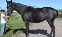 Lovely 15.2+h dk bay/black 3 year old Thoroughbred filly (by Yoonevano) who could fool you into being a Quarter Horse with her looks and temperament.  Sound, correct, quiet.  Started at the track but came home unraced.  "Boo" is quiet enough for kids to