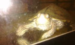 $150 or best offer. sawback turtle with 55 galon tank and stand, filters, and floating dock. We are moving and do not have the room for him. We would like to have a new home for him by the end of Aug. He likes to chase and eat fresh feeder fish and loves