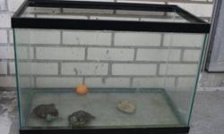 2 turtles, 4 years old, with tank, $28