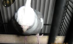 We have two cockatiels forsale belonging to friends,.they would like to see them together,  they  are young birds, and I  will provide a cage if you take both now ,.50.00 dollars sounds reasonable to a good home