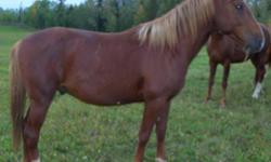 4 year old chestnut gelding with flaxen mane & tail is ready for training. He is about 16hh. Halter broke to tie, lead & tether. Will be very smooth riding horse. Great for those with bad backs or just want to ride all day without getting a sore back!