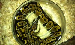 i have to healthy, beautiful ball pythons for sale, down sizing my collection of animals. i have one male and female, both are normal ball pythons,
 
 the male i would sell for 50.00$ without tank
 the female i would sell for 70.00$ without tank
 serious