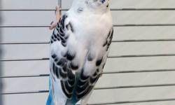 Hello
We are selling our two beautiful budgies Jude and Prudence regretfully. Just don't seem to have the time we would like to spend with them. We bought them from Petland in Limeridge mall 8 months ago along with the cage.
Jude and Prudence are very