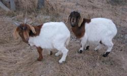 These two handsome boys were born in May and raised by their moms. They are over 75% Boer. They have nice dispositions and are easy to handle. Moms and dad are on site.