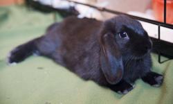 Two spayed female 1-year old rabbits for sale.  Come with everything you need (litter, food, hay, toys, bowls, carriers) as well as a fantastic cage.  They do not get along, so the cage is divided in the middle and the top of the cupboard opens up for