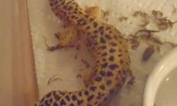 I have two leopard geckos for sale. Both are proven breeders but due to a fight while mating one of them has lost their tail, but it is growing back nicely. Looking to get $35 each, but don't hesitate to make an offer. Neither of them come with aquariums