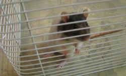 1 1/2 yr old female rats need a new home. My daughters, aged 3 & 5 are not paying any attention to these sweet little things. One is black and white (Ben) and the other is light brown and white (Sneeky). They are both very friendly and are easy to care