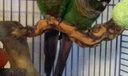 I have two Green Cheek Conure with large cage for sale $500.00 OBO.
Just have no time them anymore..