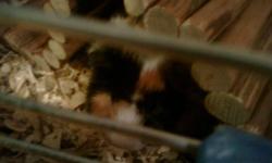 Need to find a good home for two 10 month old guinea pigs asap as my husband has developed an allergy to them. Their names are Peanut (neutered male, pic 2) and Popcorn (female, pic 1). They will come with their cage and everything I have for them. Not