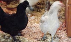 Both were born in June 2011. Black hen is laying eggs. White hen MIGHT be laying eggs. Both are phoenix standard crosses (most likely crossed with a silkie or a silkie/polish). I am selling them because I am downsizing. If interested, please call or