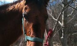 I have a 3 year old gelding. about 15.2 hands tall he is already broke, and ready to ride, dosnt have any special training but definatly good for trails, has never bucked. And goes out well by himself. I also have a 11 year old standard bred mare, she is