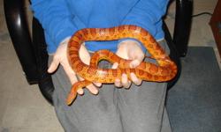 I have two corn snakes for sale one is a ghost corn and the other is a regular corn, both are males and are each 6 years old. They are both very friendly, I would like to sell together because they are good friends.